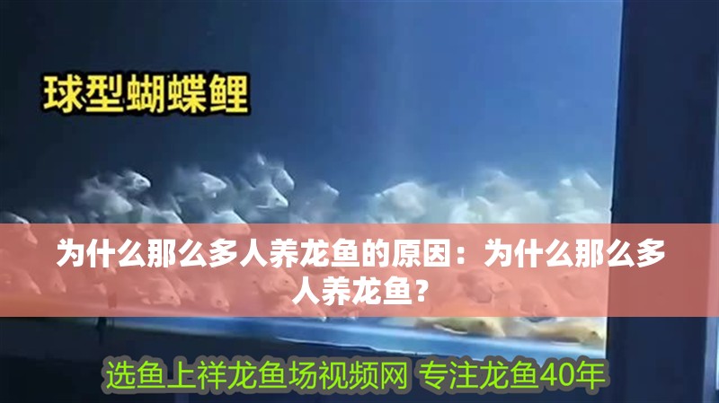 為什么那么多人養龍魚的原因：為什么那么多人養龍魚？