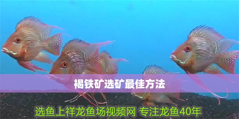 虎魚這種魚眼還有救嗎? 褐鐵礦選礦最佳方法 龍魚論壇 褐鐵礦選礦最佳方法 褐鐵礦選礦最佳方法 龍魚論壇
