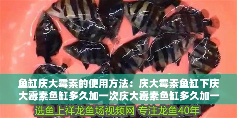 魚缸慶大霉素的使用方法：慶大霉素魚缸下慶大霉素魚缸多久加一次慶大霉素魚缸多久加一次 魚缸慶大霉素的使用方法：慶大霉素魚缸下慶大霉素魚缸多久加一次慶大霉素魚缸多久加一次 魚缸百科