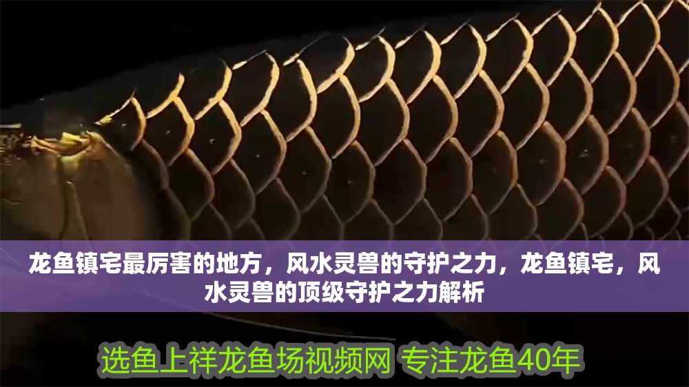 龍魚鎮宅最厲害的地方，風水靈獸的守護之力，龍魚鎮宅，風水靈獸的頂級守護之力解析