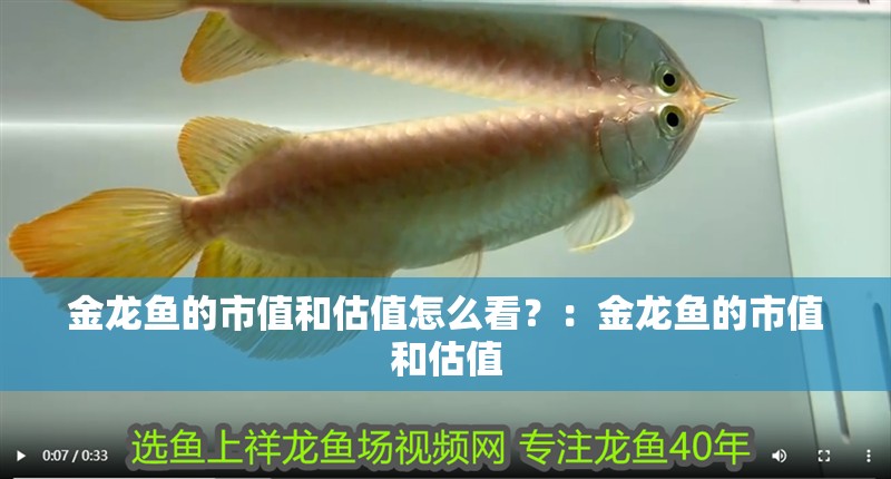 金龍魚的市值和估值怎么看？：金龍魚的市值和估值 金龍魚的市值和估值怎么看？：金龍魚的市值和估值 龍魚百科
