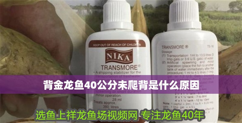 背金龍魚40公分未爬背是什么原因