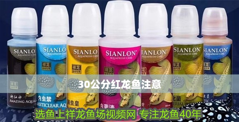 30公分紅龍魚注意