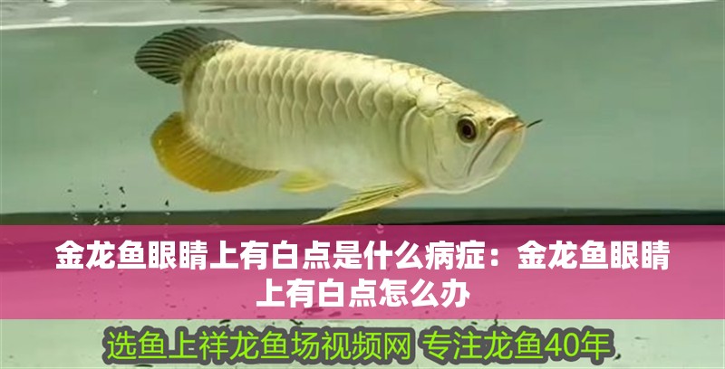 金龍魚眼睛上有白點(diǎn)是什么病癥：金龍魚眼睛上有白點(diǎn)怎么辦