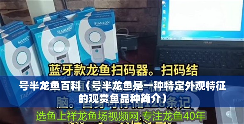 號半龍魚百科（號半龍魚是一種特定外觀特征的觀賞魚品種簡介） 號半龍魚百科（號半龍魚是一種特定外觀特征的觀賞魚品種簡介） 龍魚百科