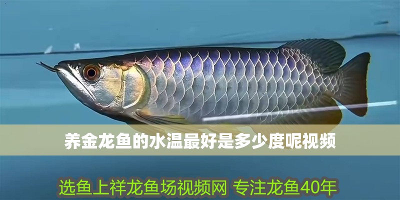 養金龍魚的水溫最好是多少度呢視頻