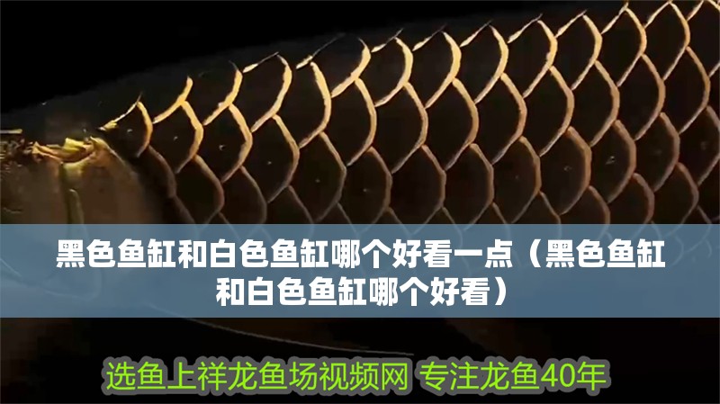 黑色魚缸和白色魚缸哪個好看一點（黑色魚缸和白色魚缸哪個好看） 黑色魚缸和白色魚缸哪個好看一點（黑色魚缸和白色魚缸哪個好看） 魚缸百科