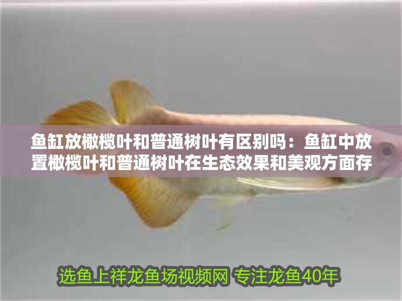 魚缸放橄欖葉和普通樹葉有區別嗎：魚缸中放置橄欖葉和普通樹葉在生態效果和美觀方面存在差異