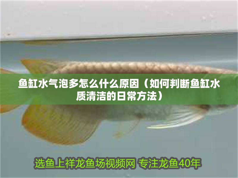 魚缸水氣泡多怎么什么原因（如何判斷魚缸水質清潔的日常方法）