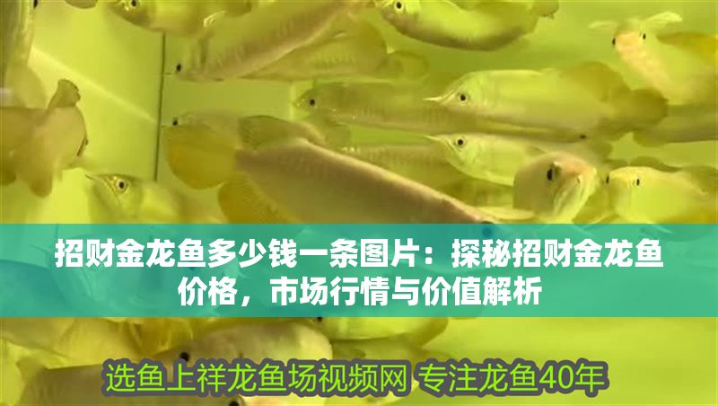 招財(cái)金龍魚(yú)多少錢(qián)一條圖片：探秘招財(cái)金龍魚(yú)價(jià)格，市場(chǎng)行情與價(jià)值解析 招財(cái)金龍魚(yú)多少錢(qián)一條圖片：探秘招財(cái)金龍魚(yú)價(jià)格，市場(chǎng)行情與價(jià)值解析 龍魚(yú)百科 第1張
