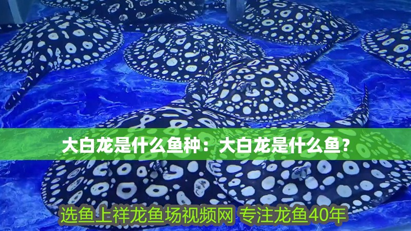 大白龍是什么魚種：大白龍是什么魚？