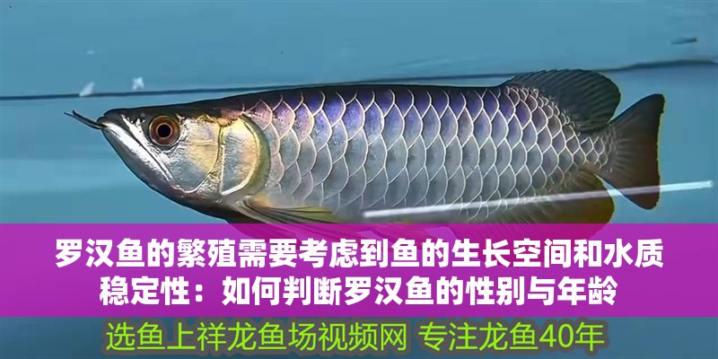 羅漢魚(yú)的繁殖需要考慮到魚(yú)的生長(zhǎng)空間和水質(zhì)穩(wěn)定性：如何判斷羅漢魚(yú)的性別與年齡 羅漢魚(yú)的繁殖需要考慮到魚(yú)的生長(zhǎng)空間和水質(zhì)穩(wěn)定性：如何判斷羅漢魚(yú)的性別與年齡 魚(yú)缸百科