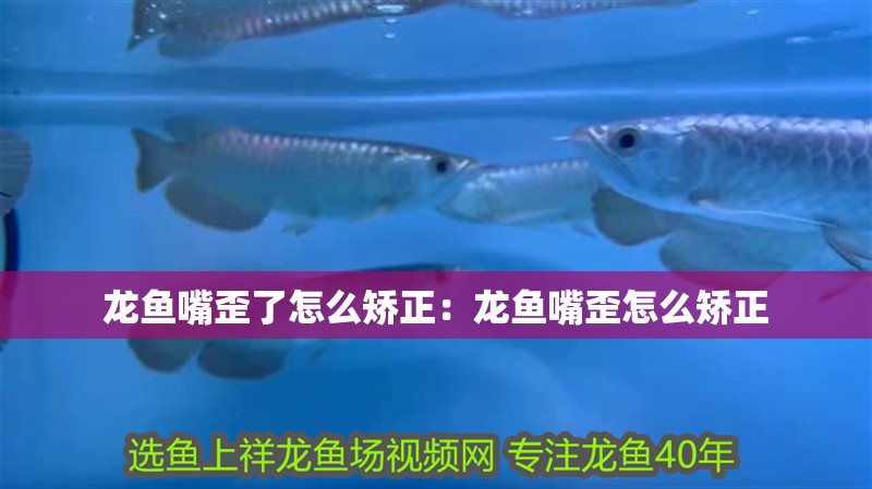 龍魚嘴歪了怎么矯正：龍魚嘴歪怎么矯正