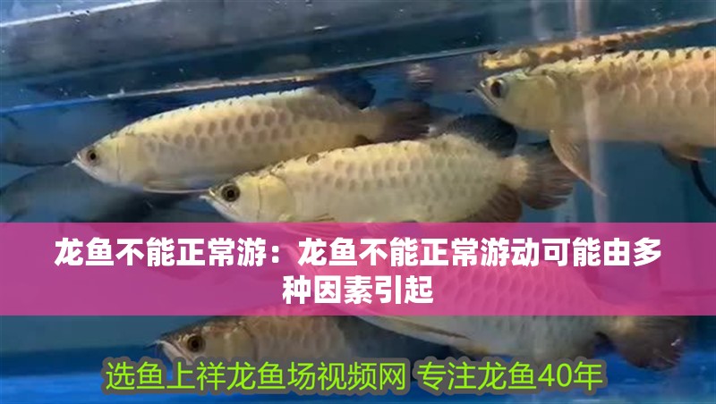 龍魚不能正常游：龍魚不能正常游動(dòng)可能由多種因素引起