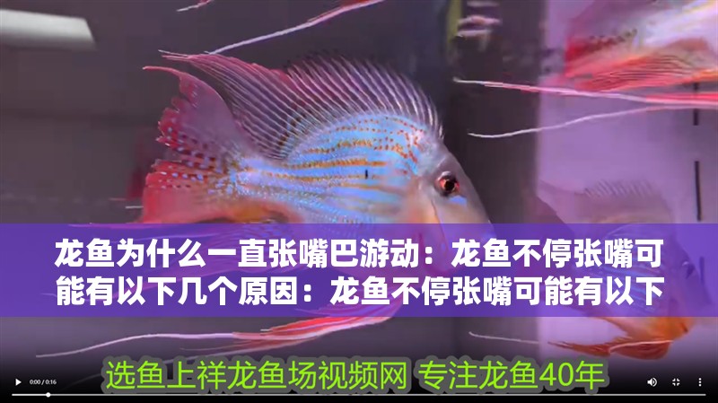 龍魚為什么一直張嘴巴游動：龍魚不停張嘴可能有以下幾個原因：龍魚不停張嘴可能有以下幾個 龍魚為什么一直張嘴巴游動：龍魚不停張嘴可能有以下幾個原因：龍魚不停張嘴可能有以下幾個 龍魚百科