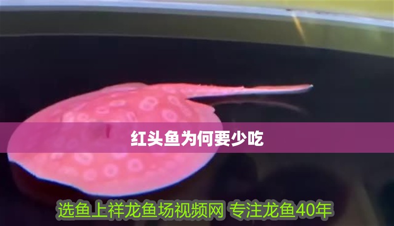 紅頭魚為何要少吃