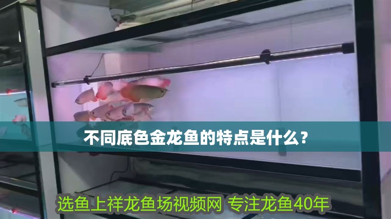 不同底色金龍魚的特點(diǎn)是什么？