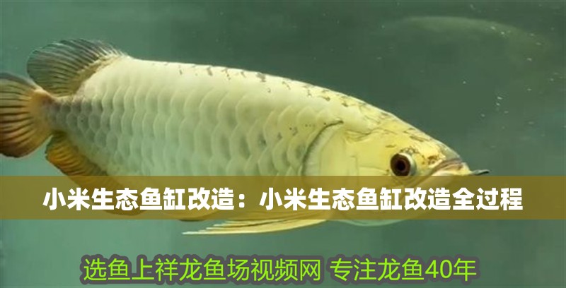 小米生態(tài)魚(yú)缸改造：小米生態(tài)魚(yú)缸改造全過(guò)程