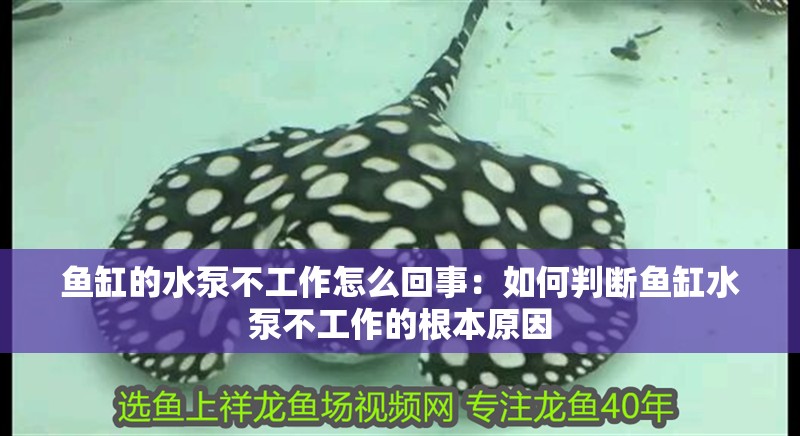 魚缸的水泵不工作怎么回事：如何判斷魚缸水泵不工作的根本原因