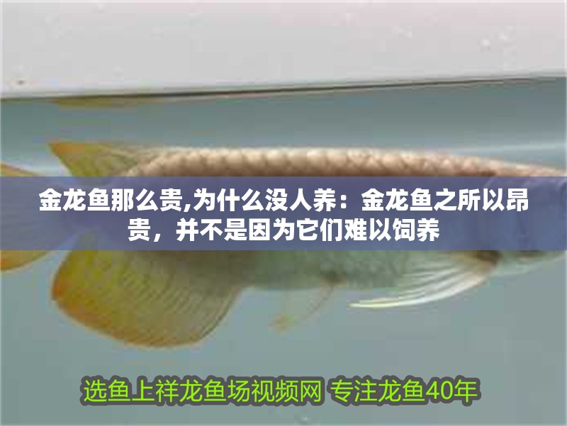 金龍魚那么貴,為什么沒人養：金龍魚之所以昂貴，并不是因為它們難以飼養