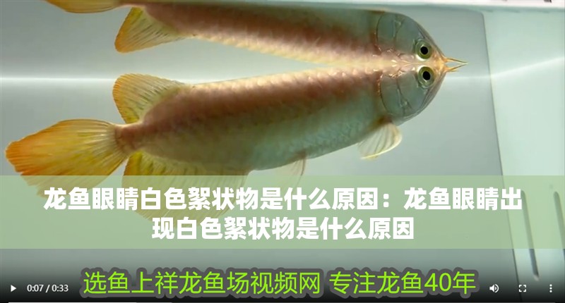 龍魚眼睛白色絮狀物是什么原因：龍魚眼睛出現白色絮狀物是什么原因