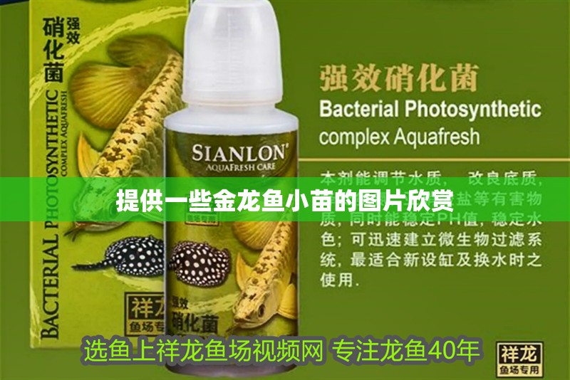 提供一些金龍魚小苗的圖片欣賞