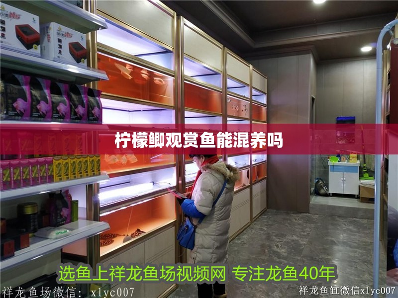 檸檬鯽觀賞魚能混養嗎