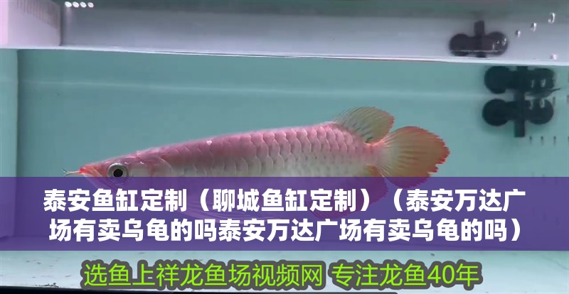 泰安魚缸定制（聊城魚缸定制）（泰安萬達廣場有賣烏龜的嗎泰安萬達廣場有賣烏龜的嗎）