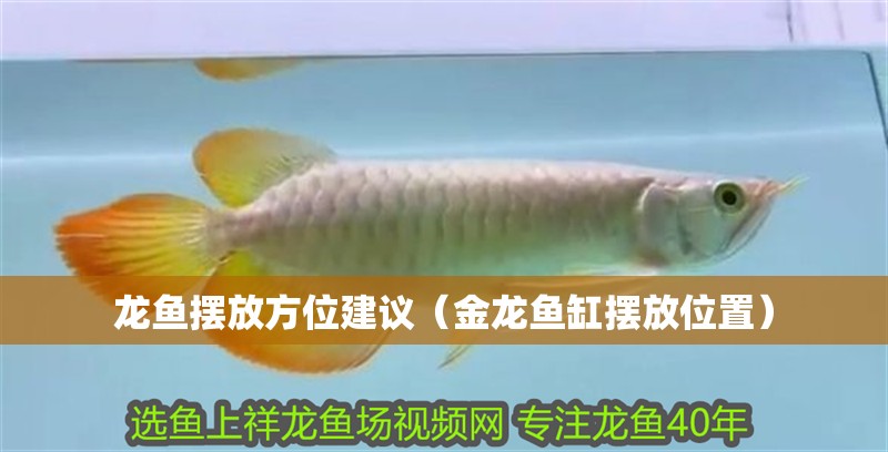 龍魚擺放方位建議（金龍魚缸擺放位置）
