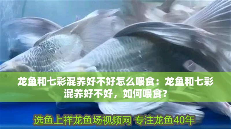 龍魚和七彩混養(yǎng)好不好怎么喂食：龍魚和七彩混養(yǎng)好不好，如何喂食？