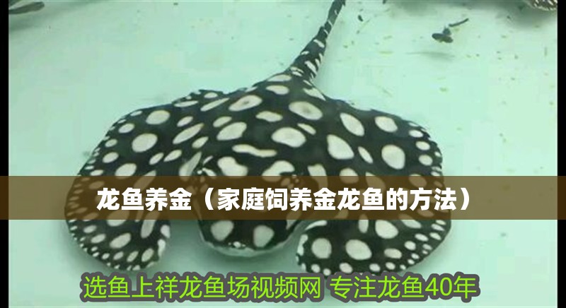龍魚養金（家庭飼養金龍魚的方法）