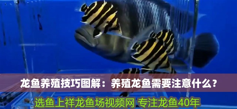龍魚養殖技巧圖解：養殖龍魚需要注意什么？