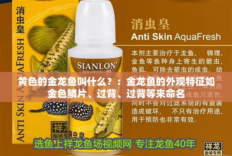 黃色的金龍魚叫什么？：金龍魚的外觀特征如金色鱗片、過背、過背等來命名 黃色的金龍魚叫什么？：金龍魚的外觀特征如金色鱗片、過背、過背等來命名 龍魚百科