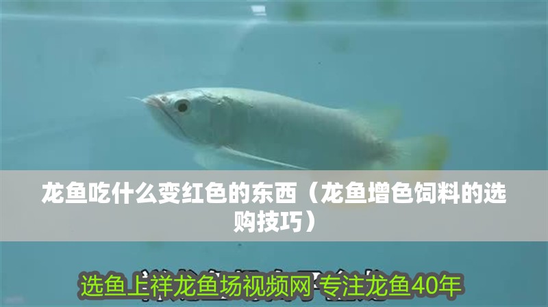 龍魚吃什么變紅色的東西（龍魚增色飼料的選購技巧） 龍魚吃什么變紅色的東西（龍魚增色飼料的選購技巧） 龍魚百科