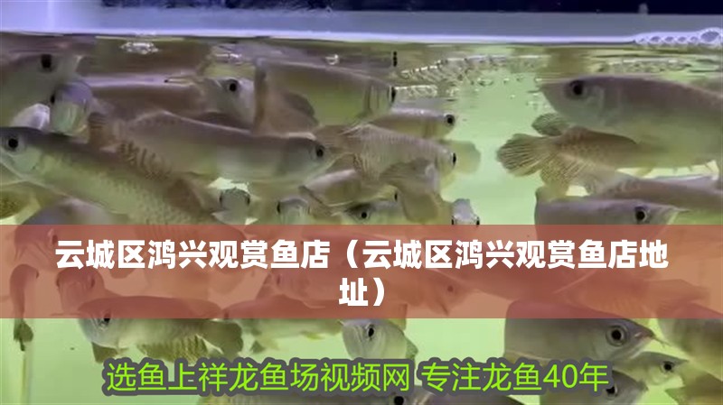云城區(qū)鴻興觀賞魚店（云城區(qū)鴻興觀賞魚店地址）