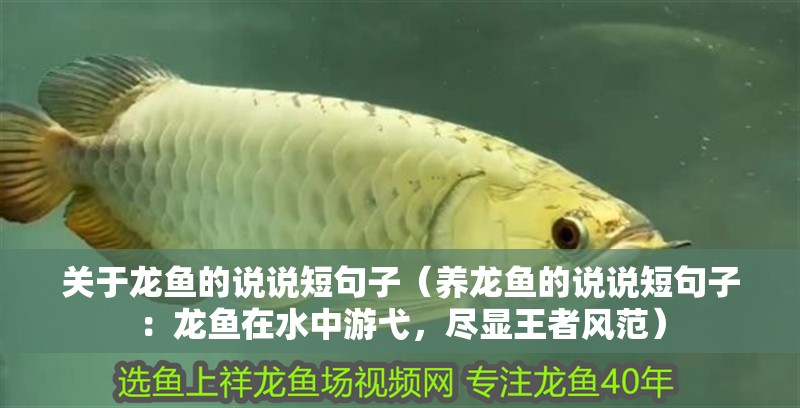 關(guān)于龍魚的說(shuō)說(shuō)短句子（養(yǎng)龍魚的說(shuō)說(shuō)短句子：龍魚在水中游弋，盡顯王者風(fēng)范）