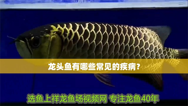 龍頭魚有哪些常見的疾病？
