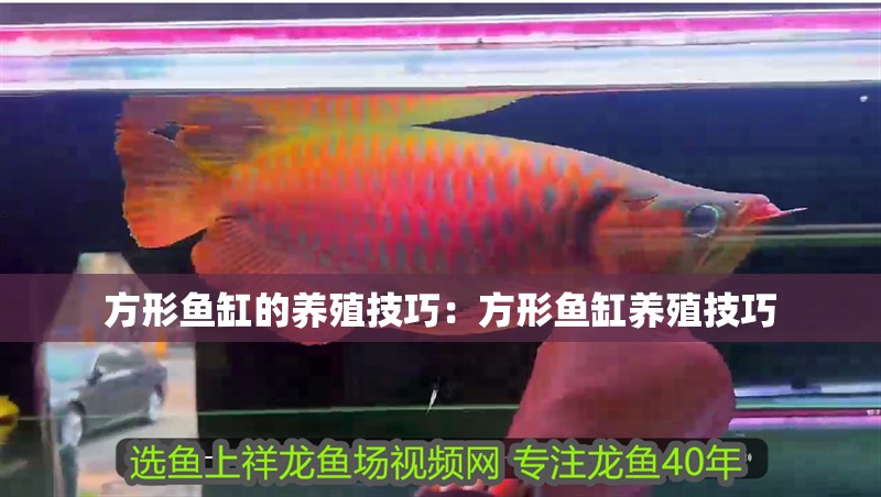 方形魚缸的養殖技巧：方形魚缸養殖技巧