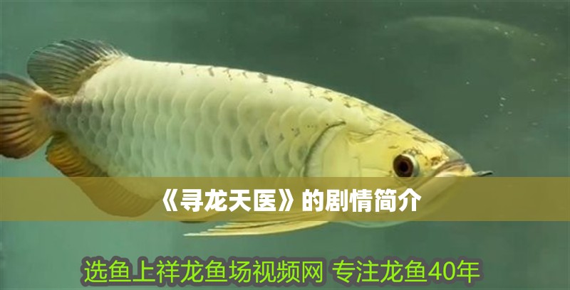 《尋龍?zhí)灬t(yī)》的劇情簡介