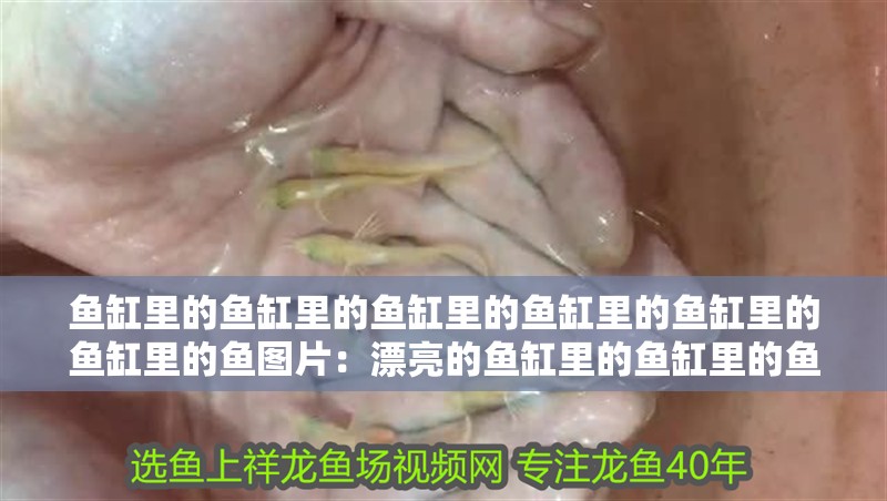 魚缸里的魚缸里的魚缸里的魚缸里的魚缸里的魚缸里的魚圖片：漂亮的魚缸里的魚缸里的魚缸里的魚缸里的魚缸里的魚圖片