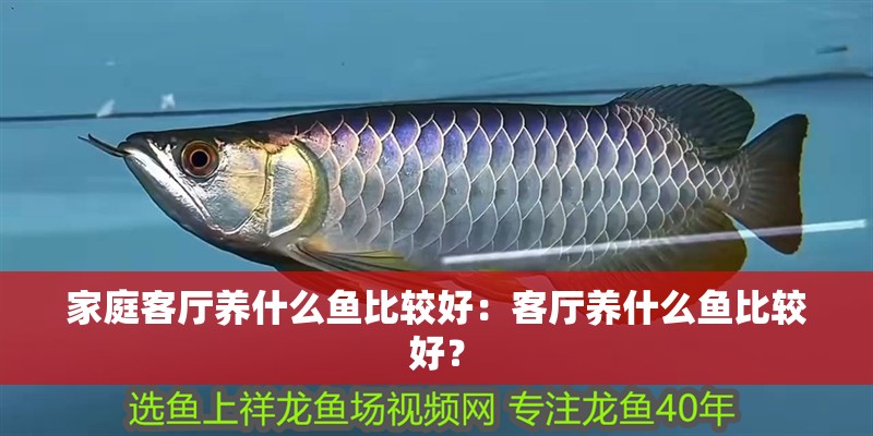 家庭客廳養什么魚比較好：客廳養什么魚比較好？