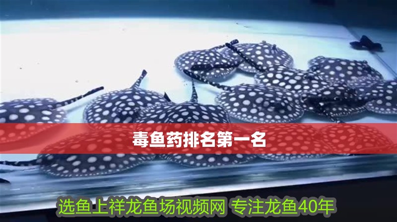 毒魚藥排名第一名