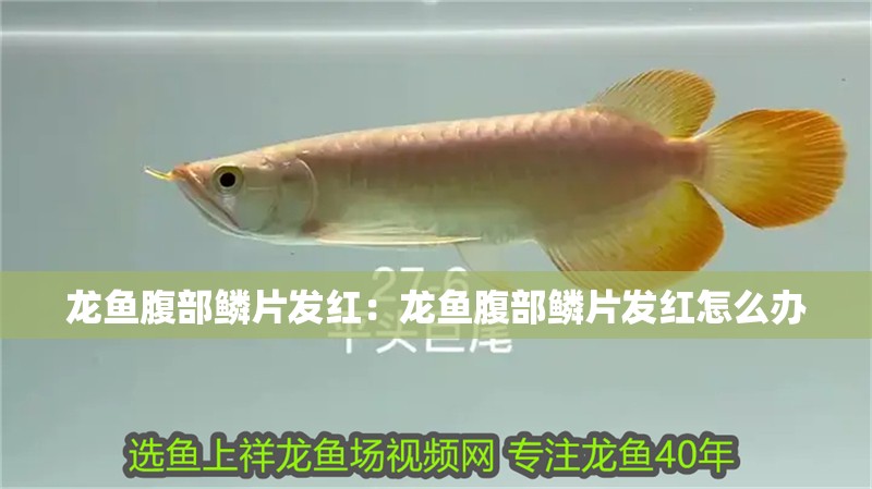 龍魚腹部鱗片發(fā)紅：龍魚腹部鱗片發(fā)紅怎么辦