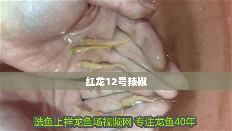 魚缸用增氧泵價(jià)格是多少:魚缸增氧機(jī)-xtrac增氧機(jī)-xtrac增氧機(jī) 紅龍12號辣椒 龍魚論壇 紅龍12號辣椒 紅龍12號辣椒 龍魚論壇