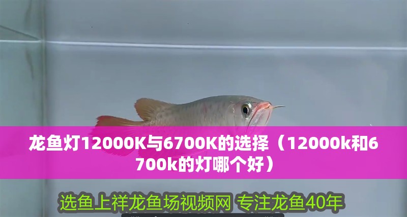 龍魚干蝦有營養嗎 龍魚燈12000K與6700K的選擇(12000k和6700k的燈哪個好) 龍魚百科 龍魚燈12000K與6700K的選擇(12000k和6700k的燈哪個好) 龍魚燈12000K與6700K的選擇(12000k和6700k的燈哪個好) 龍魚百科