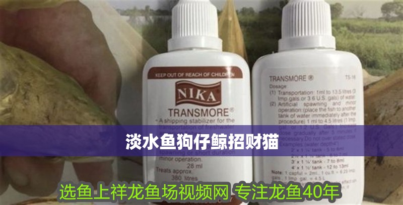 淡水魚狗仔鯨招財貓