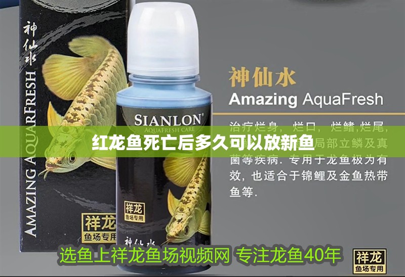 紅龍魚死亡后多久可以放新魚