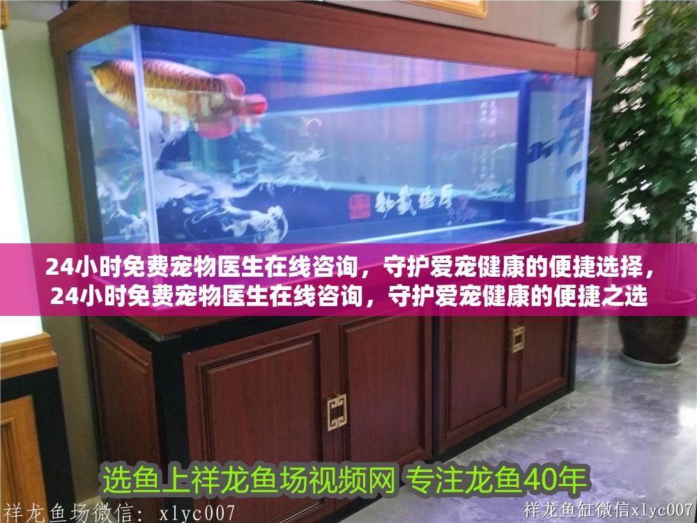 24小時免費寵物醫生在線咨詢，守護愛寵健康的便捷選擇，24小時免費寵物醫生在線咨詢，守護愛寵健康的便捷之選 24小時免費寵物醫生在線咨詢，守護愛寵健康的便捷選擇，24小時免費寵物醫生在線咨詢，守護愛寵健康的便捷之選 龍魚百科 第1張