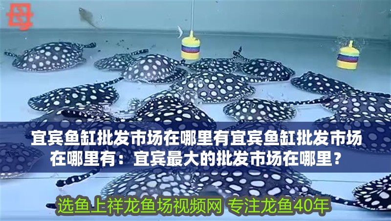 宜賓魚缸批發(fā)市場在哪里有宜賓魚缸批發(fā)市場在哪里有：宜賓最大的批發(fā)市場在哪里？