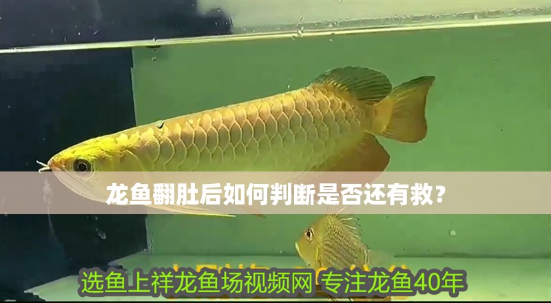 龍魚翻肚后如何判斷是否還有救？